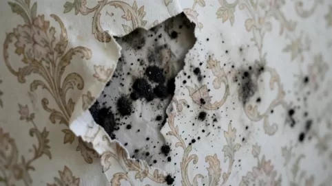 zrywanie tapety cena robocizny